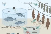Aquaculture: Are Fish Farms the Future? | Heinrich B\u00f6ll Stiftung | Brussels office - European Union